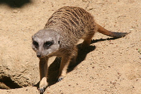 Meerkat, Tiergarten, sở thú