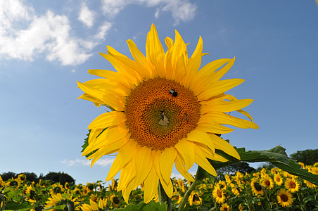 sun flower, bee, nature, yellow, plant, flower, field of flowers