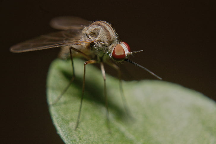 κουνούπι, έντομο, φύση, μακροεντολή
