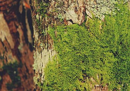 Moss, moale, catifea, naturale, scoarţă de copac, copac, textura
