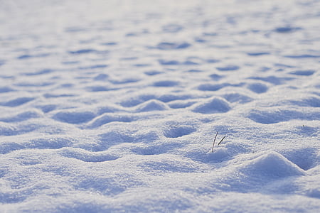 sne, kolde, vinter, vinterdag, Frost, hvid, fodspor