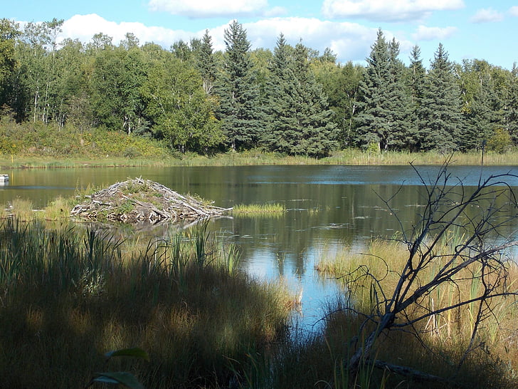 lake, reflections, trees, nature, beaver lodge, scenic, summer