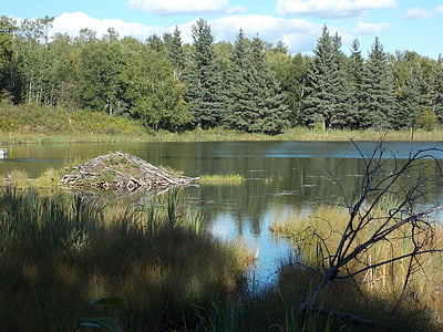 Λίμνη, αντανακλάσεις, δέντρα, φύση, Beaver lodge, γραφική, το καλοκαίρι