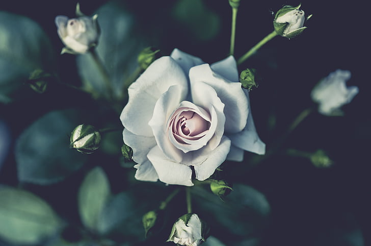 bijeli, ruža, cvijet, biljka, priroda, zamagliti, ruža - cvijet