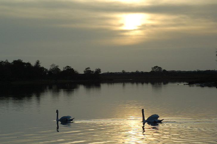 Cigno, Lago, tramonto, riflessione, uccello, calma, Graceful