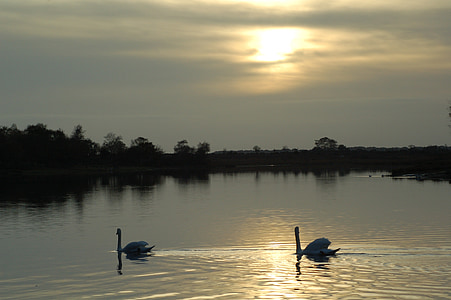 cisne, Lago, puesta de sol, reflexión, pájaro, calma, elegante
