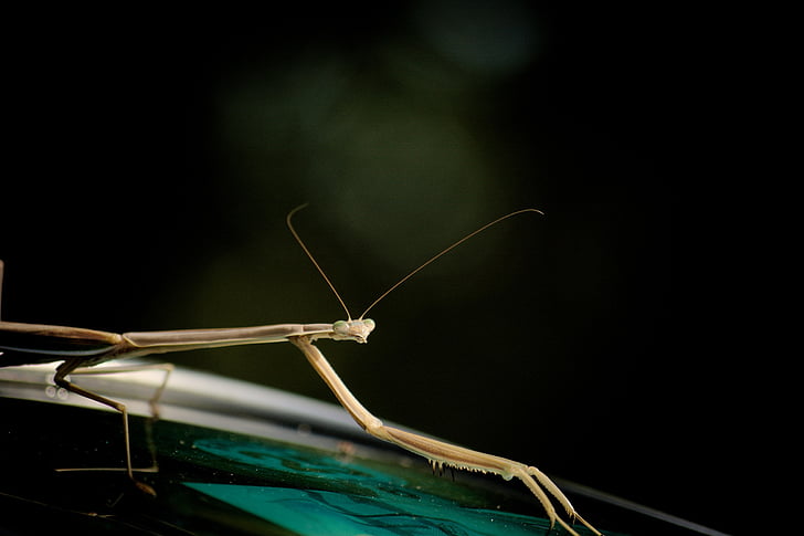 close, photo, brown, mantis, insect, grasshopper, night