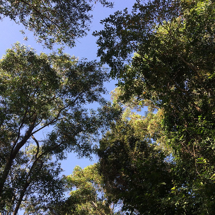 tree, sky, blue