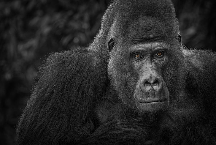 gorilla, monkey, watch, black, white, portrait, black and white recording