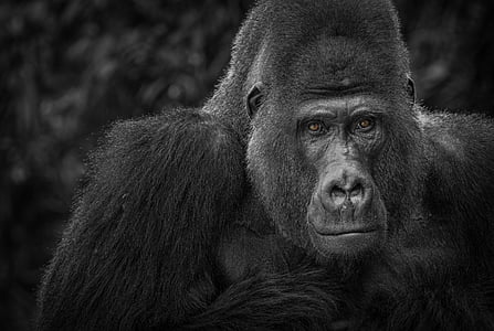 Gorilla, majom, Watch, fekete, fehér, portré, fekete-fehér felvétel