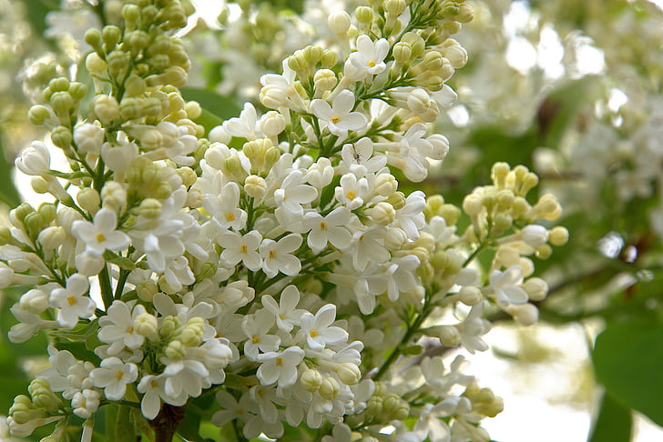 lente, Bush, bloemen, wit, Lila, natuur, plant
