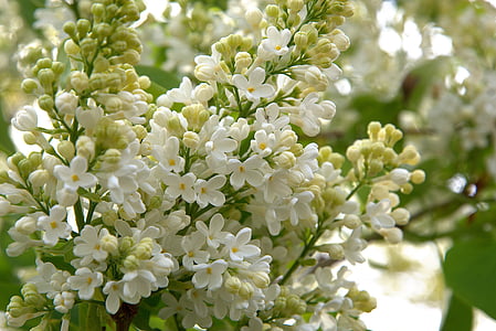 tavaszi, Bush, virágok, fehér, lila, természet, növény