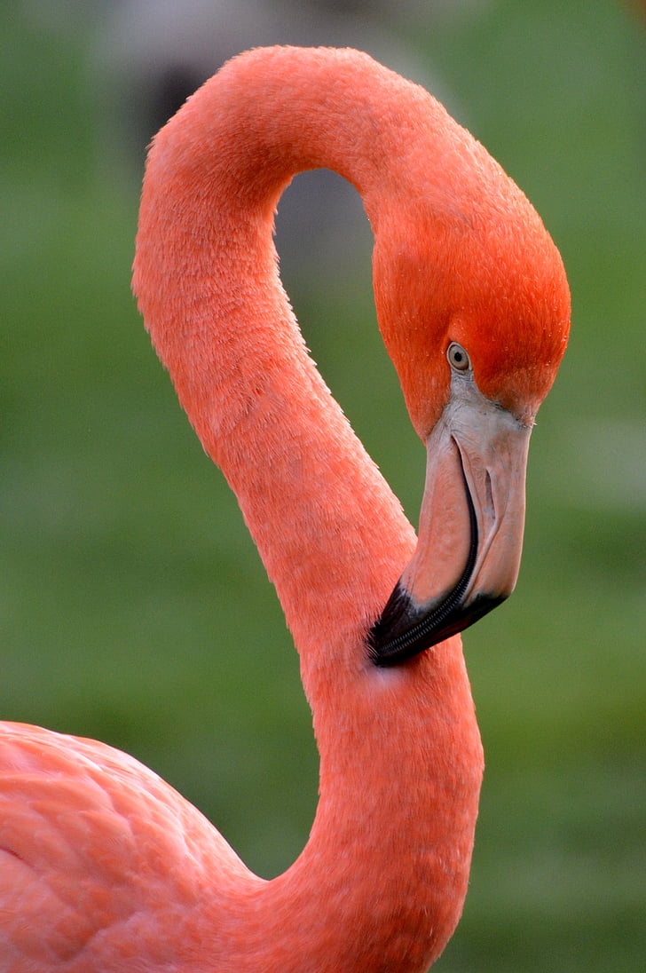 Flamingo, pájaro, animal, rosa, plumas de, flora y fauna, naturaleza