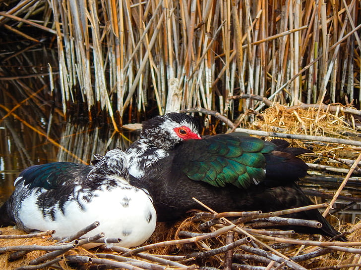 mallard, lake, bird, fauna