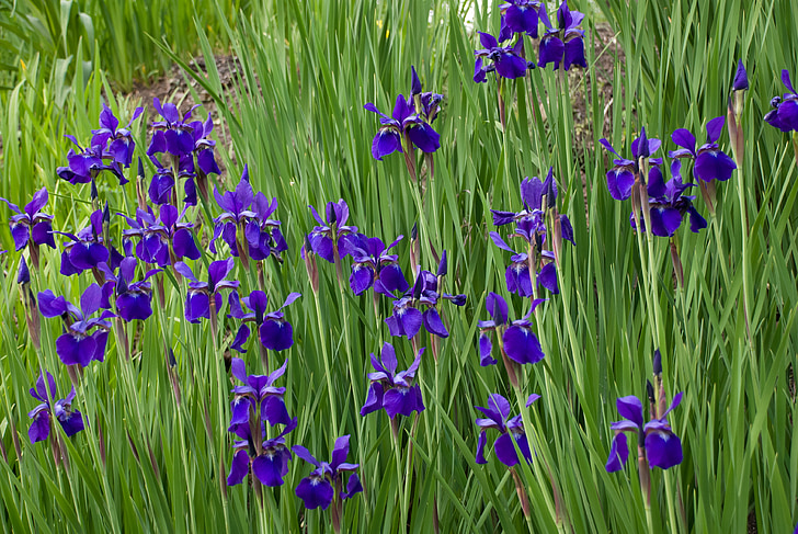 blommor, vilda blommor, Iris, blommig, växter, naturliga, Blossom
