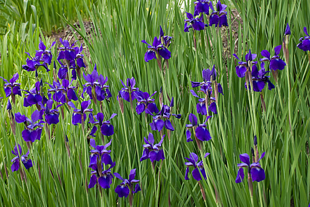 blomster, villblomster, Iris, blomster, planter, naturlig, Blossom