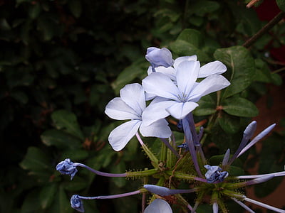 Niebieski Kwiat, kwiat liliowy, Dziki kwiat, kwiaty, kwiat, liliowy, ogród