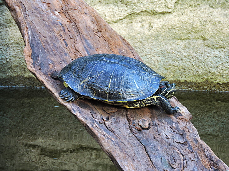 apgleznoti bruņrupucis, bruņurupucis, Painted turtle, Chrysemys picta