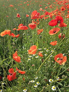 flores, papoilas vermelhas, Prado flores, natureza, flor, Prado, Papoila