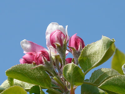 Apple blossom, pohon apel, Blossom, mekar, merah muda, pohon, cabang