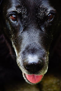 dog, labrador, black, head, eye, close, animal