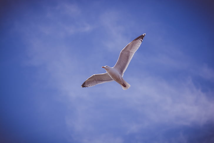 white, stork, blue, sky, bird, animal, fly
