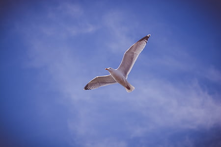 Blanco, Cigüeña, azul, cielo, pájaro, animal, volar