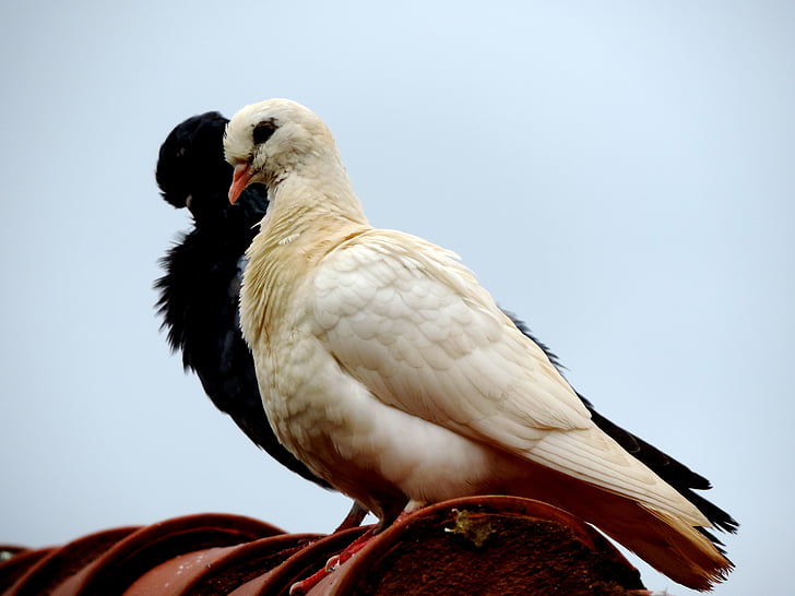 dove, roof, bird, birdie, dom, white, black