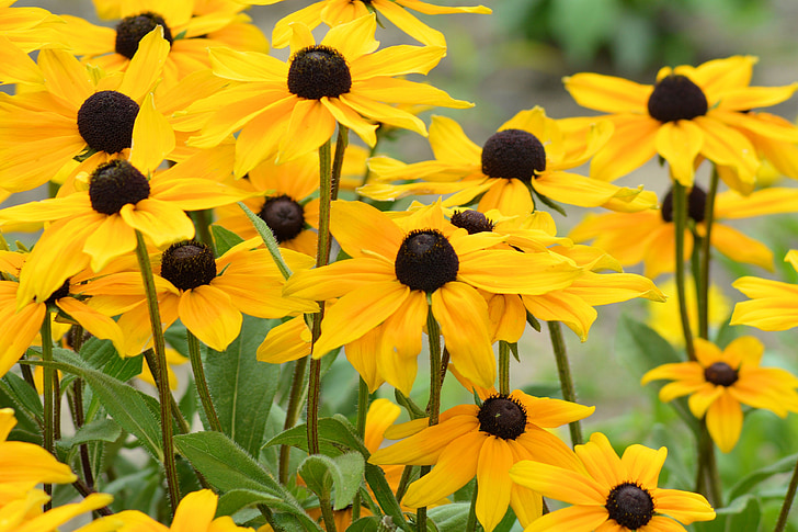 sun hat, yellow, yellow flowers, shining coneflower, flower garden, summer, garden plant