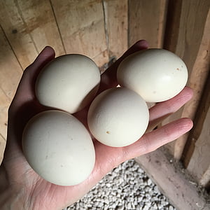 ovos, galinhas, casa de fazenda, mão