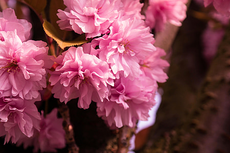 вишни в цвету., вишня, декоративные вишни, Весна, Цветы, Блоссом, розовый