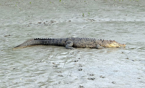 bordás krokodil, Crocodylus porosus, torkolati, Indo-csendes-óceáni krokodil, Marine, tengerjáró krokodil, állat