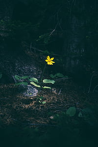 Κίτρινο, λουλούδι, λουλούδια, φύση, φυσικό, ευθραυστότητα, πέταλο