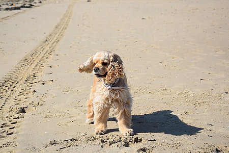 อเมริกันค็อกเกอร์, สุนัข, ชายหาด