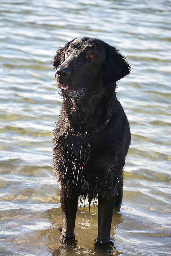 hund, Retriever, Flat, vatten, våt