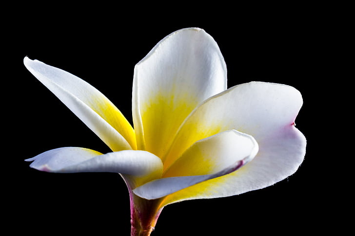 Blossom, Bloom, fleur, fleur de frangipanier, Plumeria, blanc, frangipandi