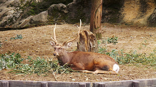 geyik, Hayvanat Bahçesi, Ueno, Tokyo, Japonya, Ren geyiği
