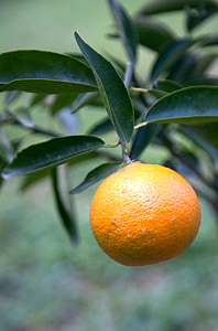 tangerine, fruit, garden