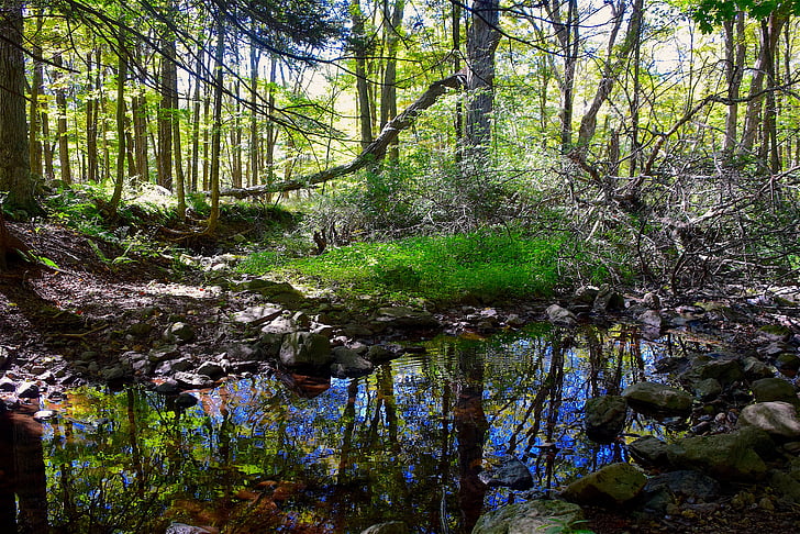 pădure, Creek, apa, natura, Stream, în aer liber, Parcul