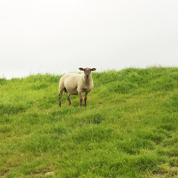 Schafe, Haustier, Vieh, Lamm, Bauernhof, Weide, Wiederkäuer