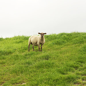 moutons, animal de compagnie, bétail, agneau, ferme, pâturage, ruminant