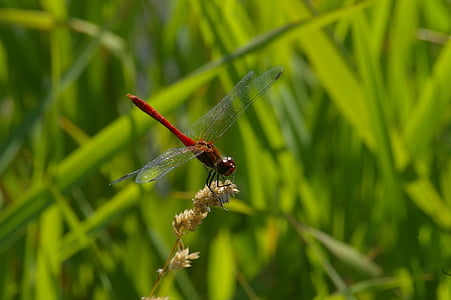 libélula roja, naturaleza, agua, insectos, viscosos, un animal, animales en la naturaleza