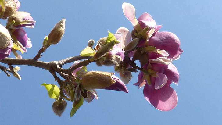 Blossom, mekar, musim semi, Flora, merah muda, putih, wangi