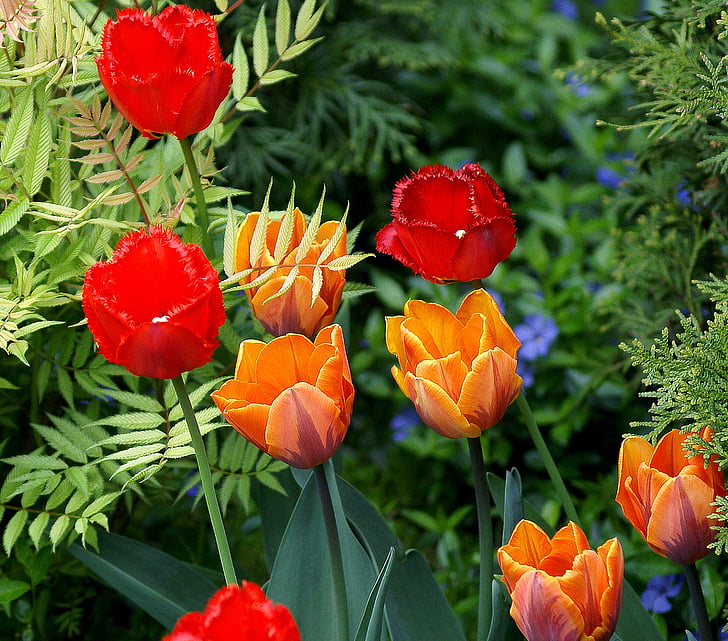 tulppaanit, kukat, punainen, oranssi, kukoistusta, kukinta, chalices kukkia