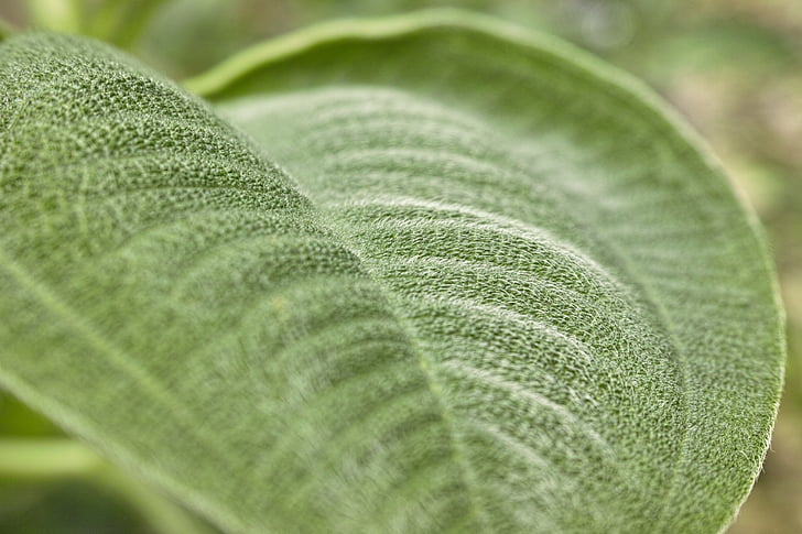 növény, levél, zöld, lanugo, textúra, közeli kép:, frissesség
