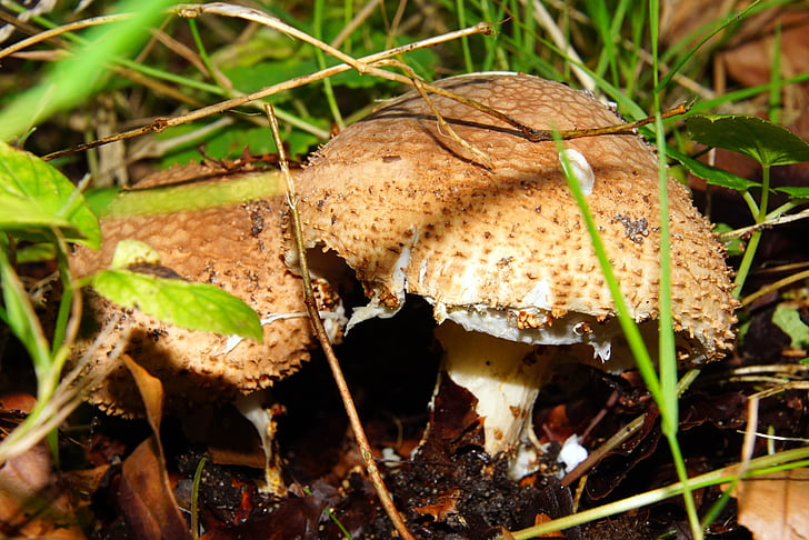 mushrooms, forest, autumn, moist, nature, mushroom picking