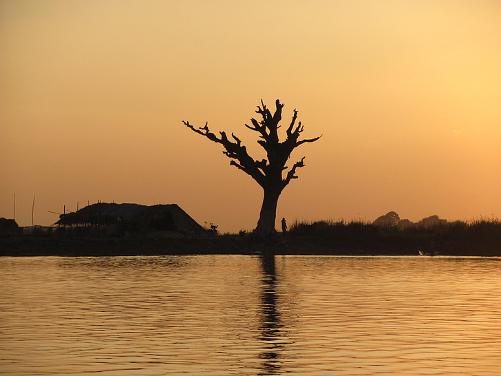 old tree, water, sunset, reflection