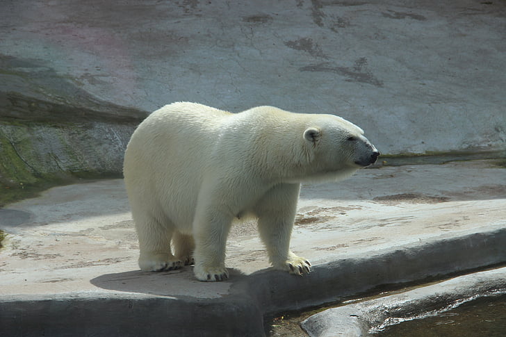 หมี, หมีสีขาว, สวนสัตว์, ฤดูร้อน, สัตว์, สัตว์, หมีขั้วโลก
