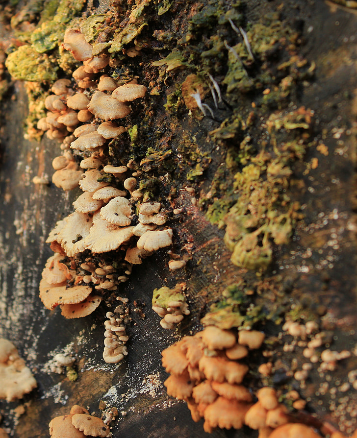 autumn, mushrooms, mushroom, wood, morsch