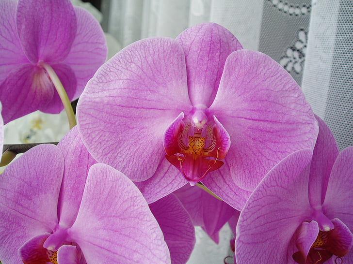 flowers, orchid, blooming